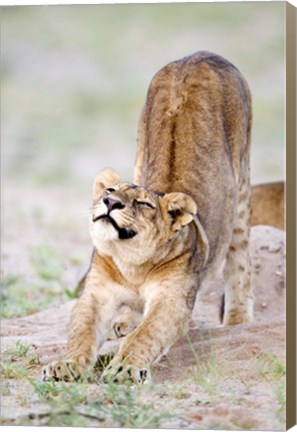 Framed Lioness (Panthera leo) stretching in a forest, Tarangire National Park, Tanzania Print