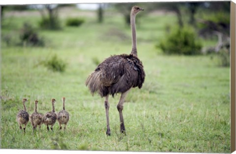 Framed Masai ostrich (Struthio camelus) with its chicks in a forest, Tarangire National Park, Tanzania Print