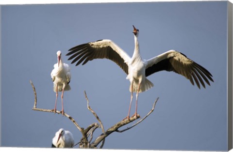 Framed Three White storks (Ciconia ciconia) perching on branches, Tarangire National Park, Tanzania Print