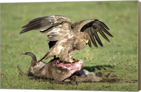 Framed Tawny eagle (Aquila rapax) eating a dead animal, Ndutu, Ngorongoro, Tanzania Print