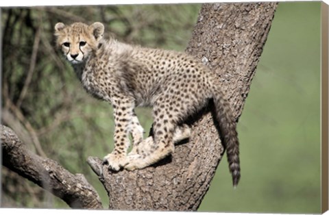 Framed Cheetah Cub on a Tree, Ndutu, Ngorongoro, Tanzania Print