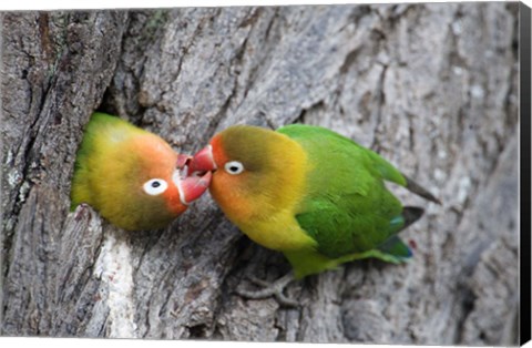 Framed Close-up of a pair of lovebirds, Ndutu, Ngorongoro, Tanzania Print