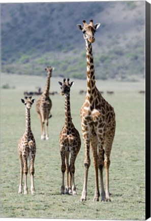 Framed Giraffes (Giraffa camelopardalis) standing in a forest, Lake Manyara, Tanzania Print