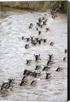 Framed Wildebeests crossing a river, Mara River, Masai Mara National Reserve, Kenya Print