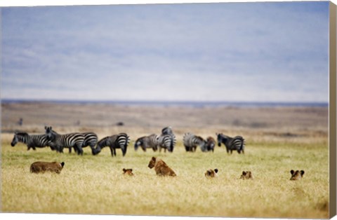 Framed Lion family (Panthera leo) looking at a herd of zebras in a field, Ngorongoro Crater, Ngorongoro, Tanzania Print