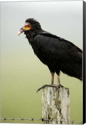 Framed Close-up of a Lesser Yellow-Headed vulture (Cathartes burrovianus) perching on wooden post, Cano Negro, Costa Rica Print