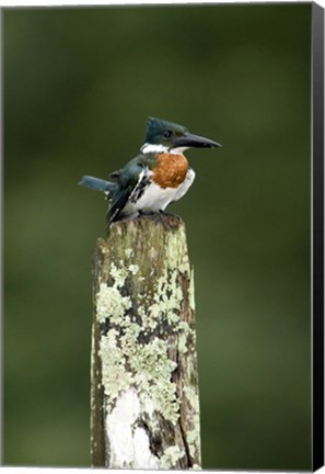 Framed Close-up of Amazon kingfisher (Chloroceryle amazona) perching on a wooden post, Cano Negro, Costa Rica Print