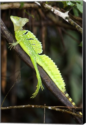 Framed Close-up of a Plumed basilisk (Basiliscus plumifrons), Costa Rica Print