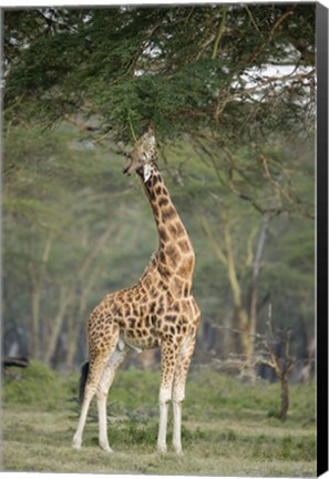 Framed Rothschild giraffe (Giraffa camelopardalis rothschildi) feeding on tree leaves, Lake Nakuru National Park, Kenya Print