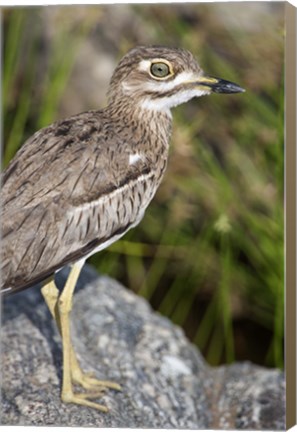 Framed Close-up of a Water Thick-Knee (Burhinus vermiculatus) bird on a rock, Tarangire National Park, Tanzania Print