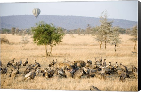 Framed Spotted hyenas (crocuta crocuta) and vultures squabbling over dead Hippopotamus (Hippopotamus amphibius), Serengeti, Tanzania Print