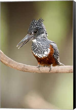 Framed Giant kingfisher (Megaceryle maxima) perching on a branch, Lake Manyara, Tanzania Print