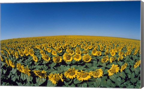 Framed Sunflowers (Helianthus annuus) in a field Print