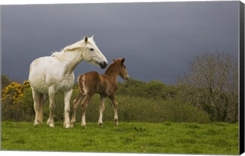 Framed Mare and Foal, Co Derry, Ireland Print