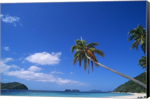 Framed Tropical beach with coconut palms, Cocos nucifera Print