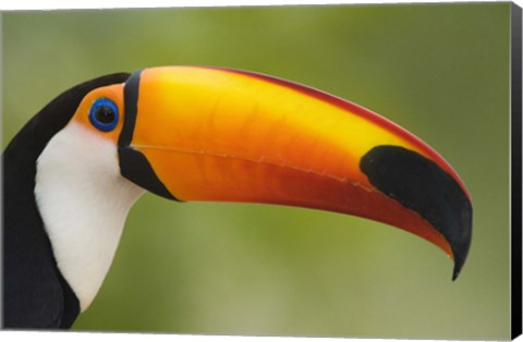 Framed Close-up of a Toco toucan (Ramphastos toco), Three Brothers River, Meeting of the Waters State Park, Pantanal Wetlands, Brazil Print