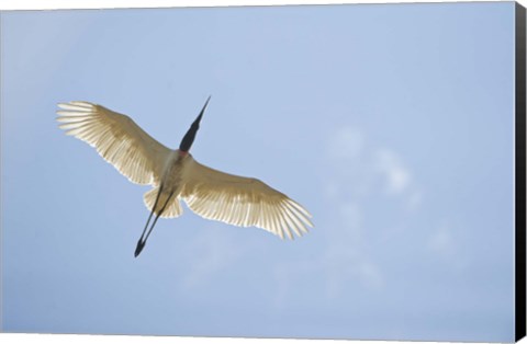 Framed Jabiru Stork (Jabiru mycteria) in Flight, Three Brothers River, Meeting of the Waters State Park, Pantanal Wetlands, Brazil Print