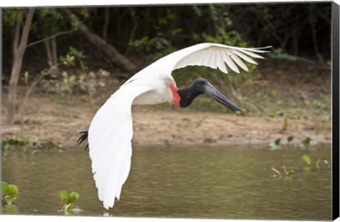 Framed Jabiru Stork (Jabiru mycteria) over Water, Three Brothers River, Meeting of the Waters State Park, Pantanal Wetlands, Brazil Print