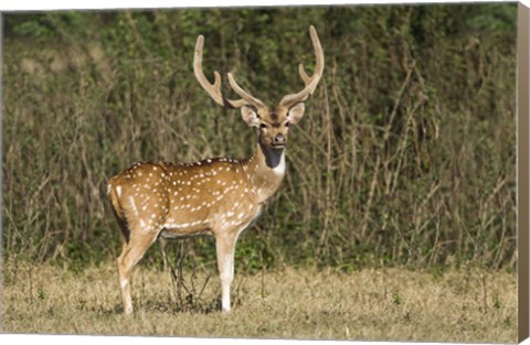 Framed Spotted deer (Axis axis) in a forest, Keoladeo National Park, Rajasthan, India Print