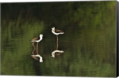 Framed Close-up of two Black-Winged stilts (Himantopus himantopus) in water, Keoladeo National Park, Rajasthan, India Print