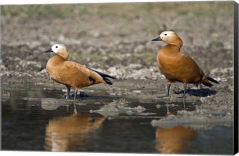 Framed Close-up of two Ruddy shelduck (Tadorna ferruginea) in water, Keoladeo National Park, Rajasthan, India Print