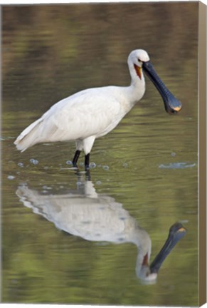 Framed Eurasian spoonbill (Platalea leucorodia) in a lake, Keoladeo National Park, Rajasthan, India Print