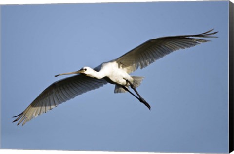 Framed Low angle view of a Eurasian spoonbill (Platalea leucorodia) flying, Keoladeo National Park, Rajasthan, India Print