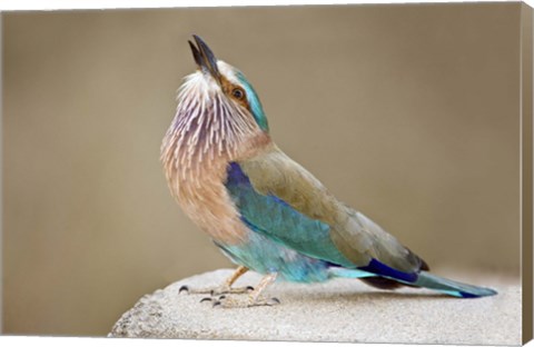 Framed Close-up of an Indian roller (Coracias benghalensis), Kanha National Park, Madhya Pradesh, India Print