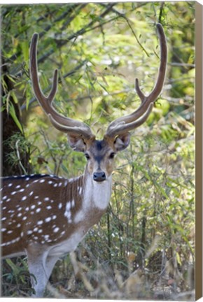 Framed Spotted deer (Axis axis) in a forest, Kanha National Park, Madhya Pradesh, India Print