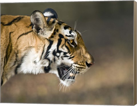 Framed Close-up of a Bengal tiger (Panthera tigris tigris), Bandhavgarh National Park, Umaria District, Madhya Pradesh, India Print