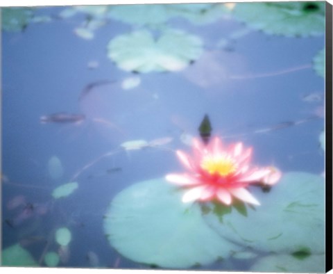 Framed Pink Lotus Flower in Pool Print