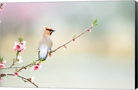 Framed Rear View of Bird Perching On Branch Print