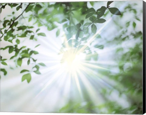 Framed Sun Shining Through Leaves, Lens Flare Print