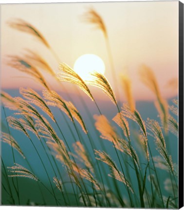 Framed Tall Grass with Sunset in Background, Silhouette Print