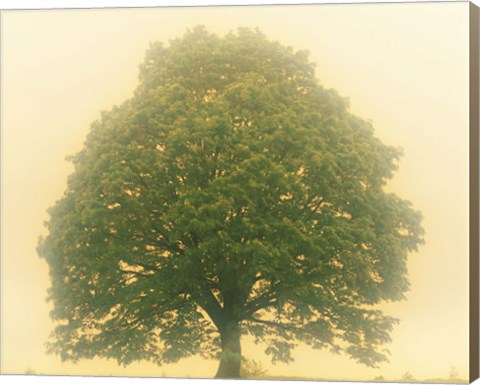 Framed Big Tree In Early Morning Mist Print