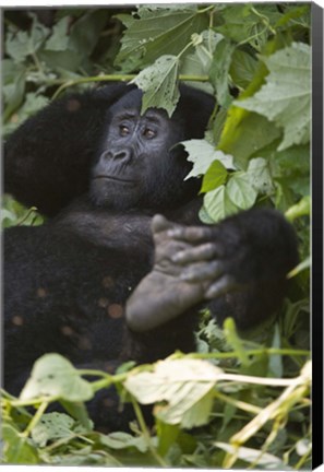 Framed Mountain Gorilla (Gorilla beringei beringei) in a forest, Bwindi Impenetrable National Park, Uganda Print