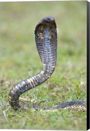 Framed Egyptian cobra rearing up, Lake Victoria, Uganda Print