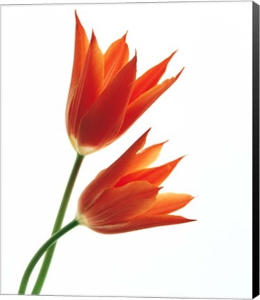 Framed Pair of Orange Flowers Print