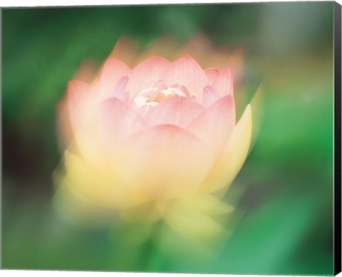 Framed Lotus, Blurred Motion Print