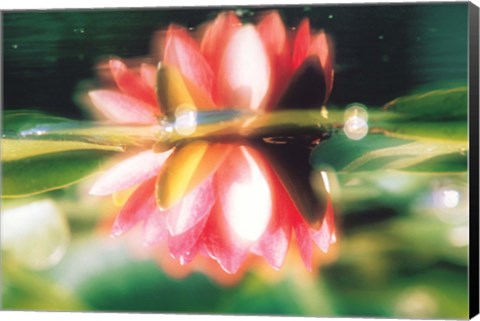 Framed Reflection of Flower in Pond, Lotus Print