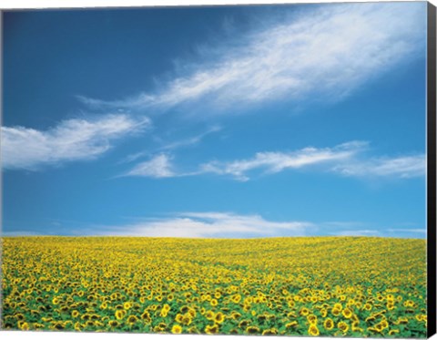 Framed Sunflowers in field Print