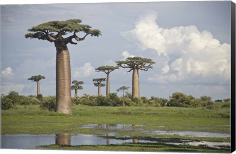 Framed Baobab trees (Adansonia digitata) at the Avenue of the Baobabs, Morondava, Madagascar Print