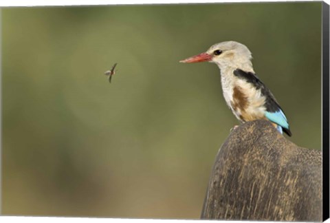 Framed Close-up of a Grey-Headed kingfisher (Halcyon leucocephala) and a bee, Kenya Print