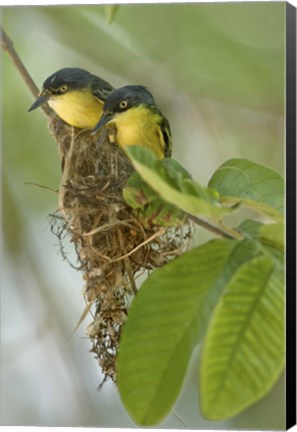 Framed Close-up of two Common Tody-Flycatchers (Todirostrum cinereum), Brazil Print