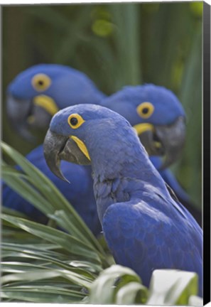 Framed Hyacinth macaws (Anodorhynchus hyacinthinus) perching on a branch, Brazil Print