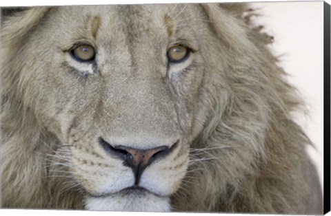 Framed Close-up of a male lion (Panthera leo), Tanzania Print