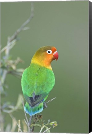 Framed Close-up of a Fischer&#39;s lovebird perching on a branch, Ngorongoro Conservation Area, Arusha Region, Tanzania Print