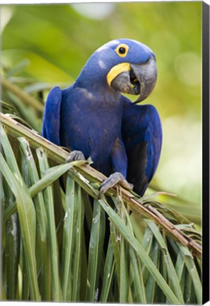 Framed Close-up of a Hyacinth macaw, Three Brothers River, Meeting of the Waters State Park, Pantanal Wetlands, Brazil Print