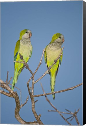 Framed Pair of Monk parakeets perching on a branch, Three Brothers River, Meeting of Waters State Park, Pantanal Wetlands, Brazil Print