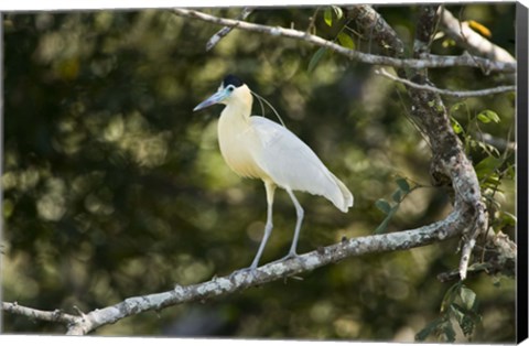 Framed Capped heron perching on a branch, Three Brothers River, Meeting of the Waters State Park, Pantanal Wetlands, Brazil Print